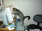 A cat stares at the monitor